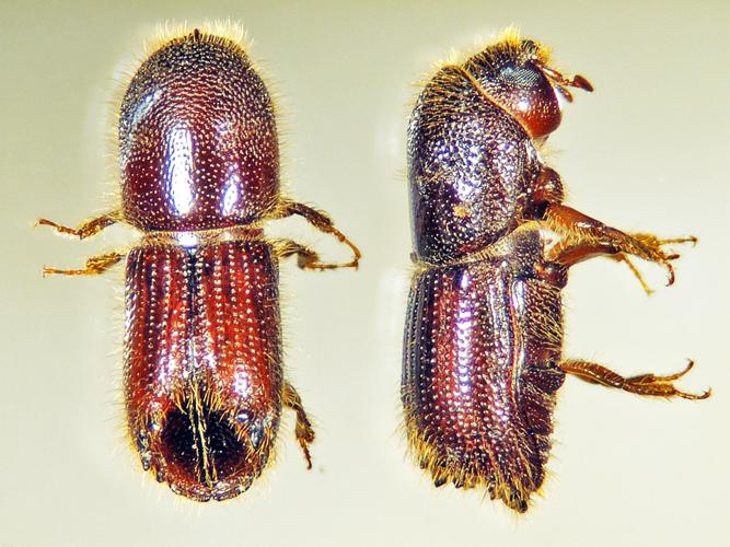 Does your Christmas Tree have bugs? Features