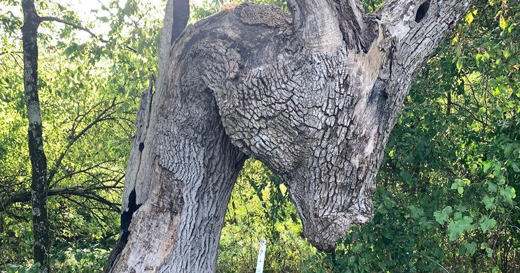 Preserving the Donkey Tree | News | pmg-ky2.com