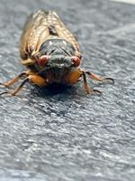 The cicadas are coming: Great Southern Brood emerging in west Kentucky
