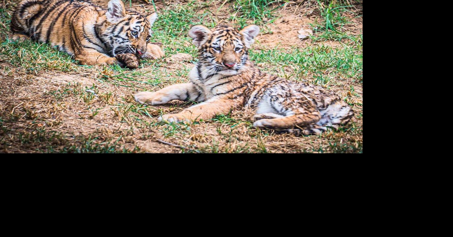 Amur tiger cubs now playing outdoors at Louisville Zoo | News | pmg-ky2.com