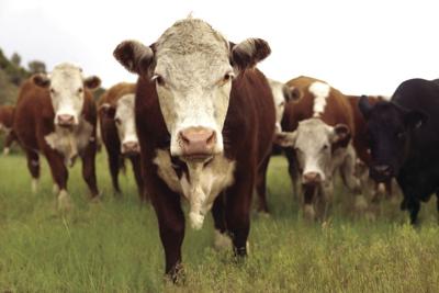 Beef Quality and Care Assurance Training