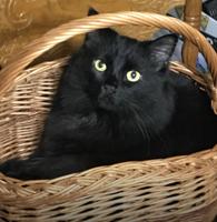 Pet of the Week: Midnight