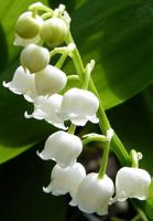 Lily of the Valley: Lovely, symbolic and poisonous