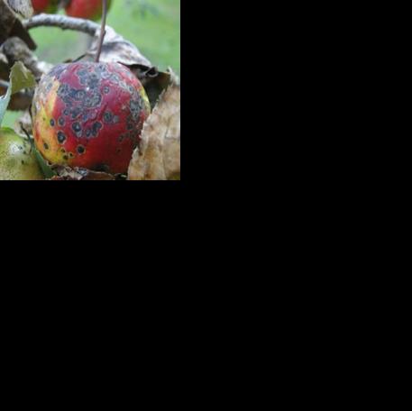 Apple scab beginning to appear | Features | pmg-ky2.com