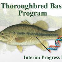 KFW biologists identify genetic markers linked to enhanced size potential in native largemouth bass
