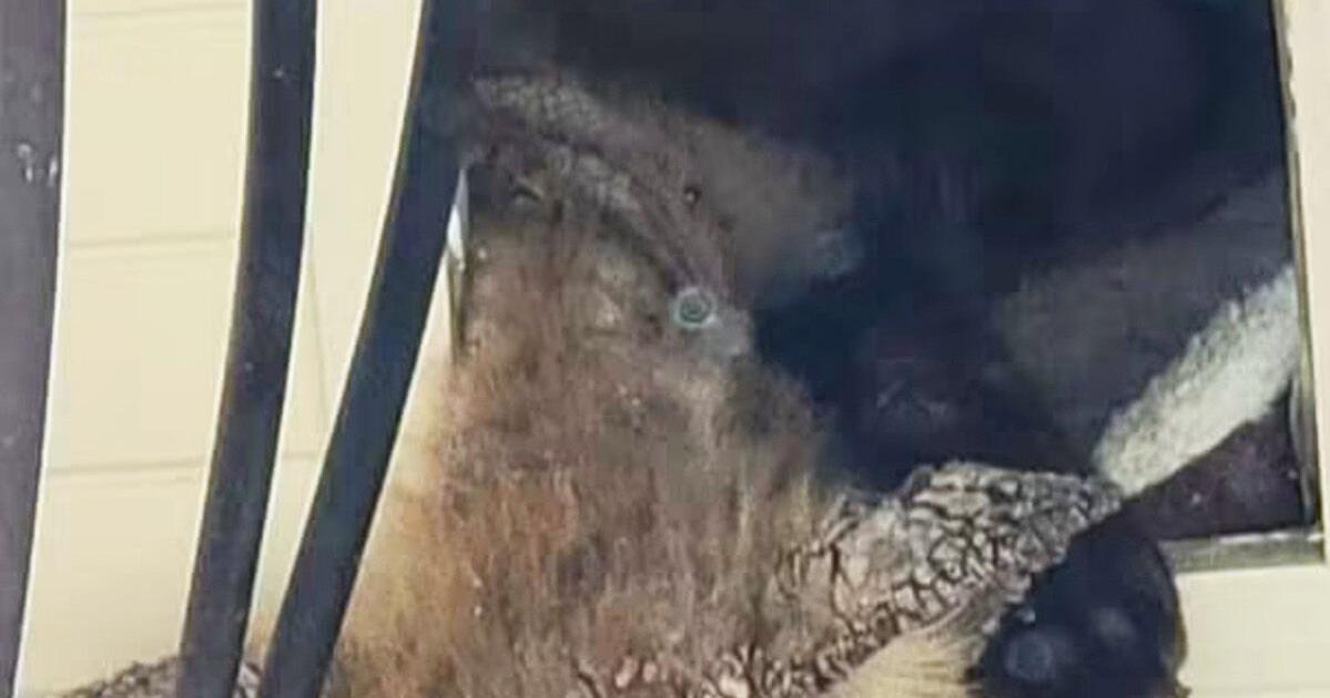 Mange in wildlife: the connection you may not know about