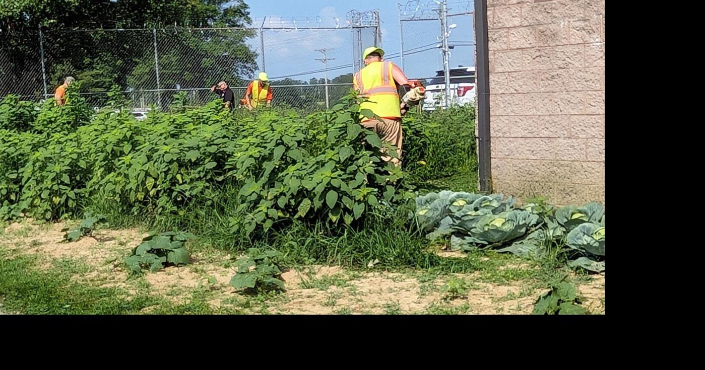 Jail's gardening project is blossoming and bounteous