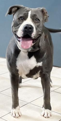 Pleas from the pound | Features | pmg-ky3.com
