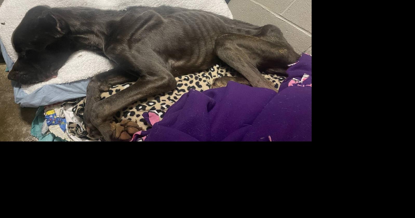 Trial date set for pair accused of torturing a dog
