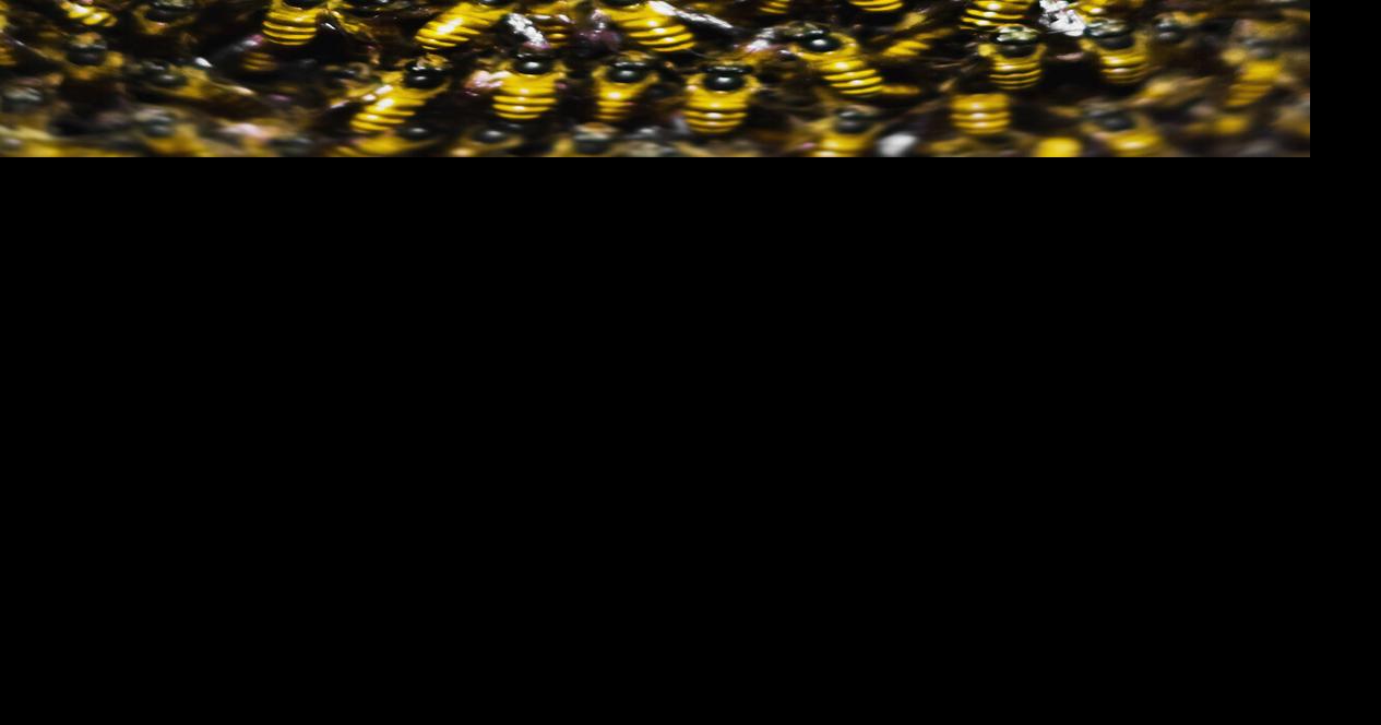 Deep freeze and insects | Grant County News | pmg-ky3.com