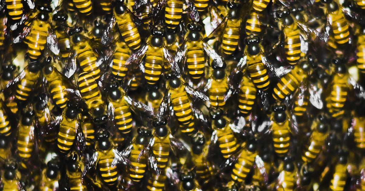 Deep freeze and insects | Grant County News | pmg-ky3.com