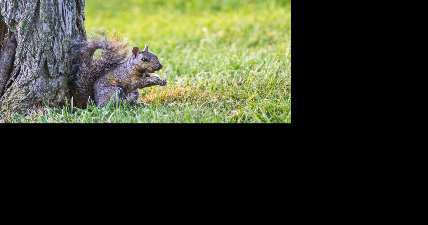 Experts share how to manage rodents, other animals around farms, gardens
