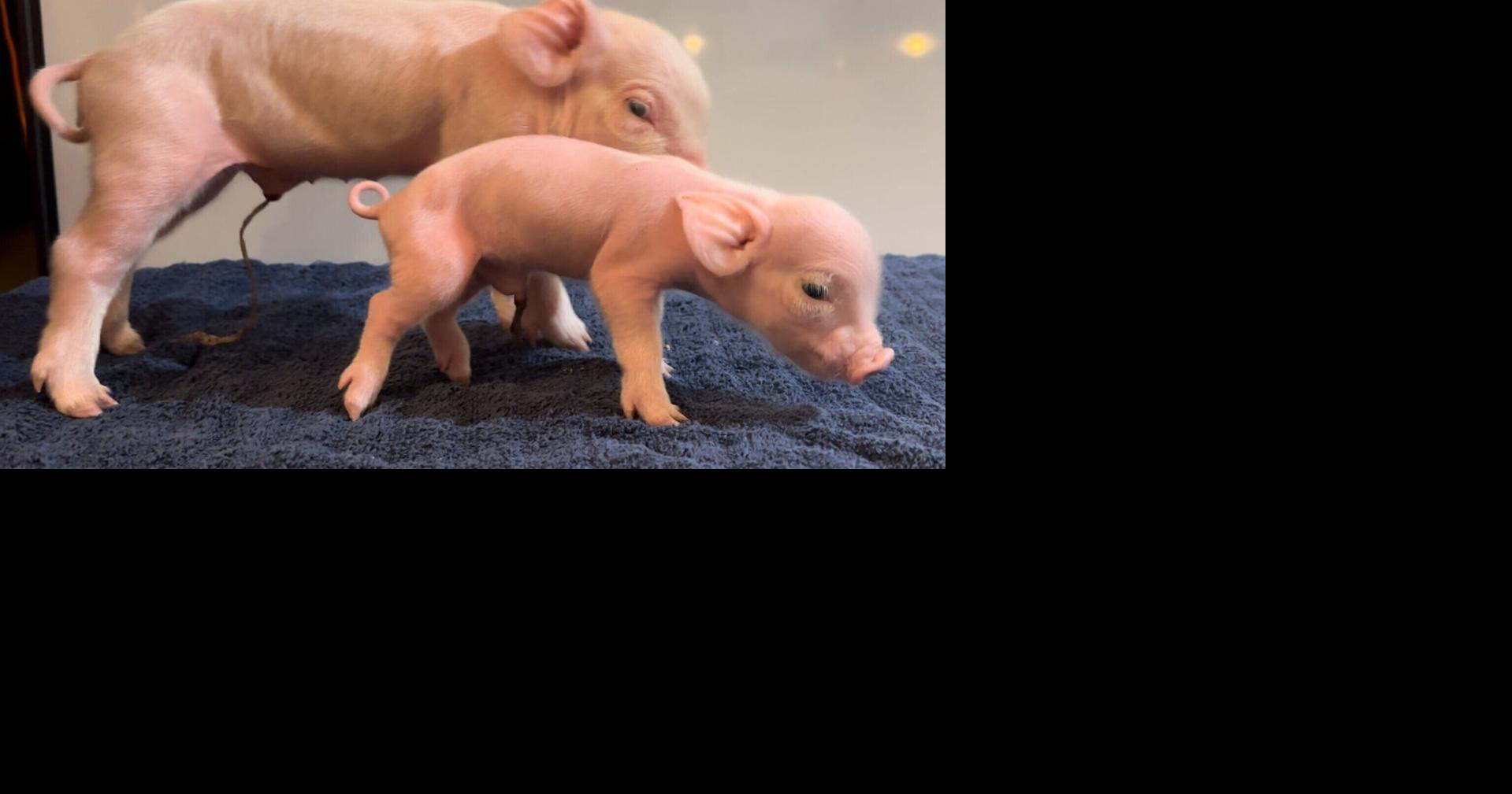 University of Kentucky researchers tackle hidden crisis in modern pig production