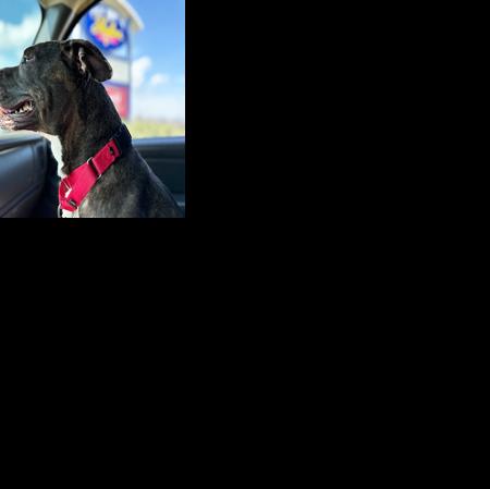 Pleas from the pound