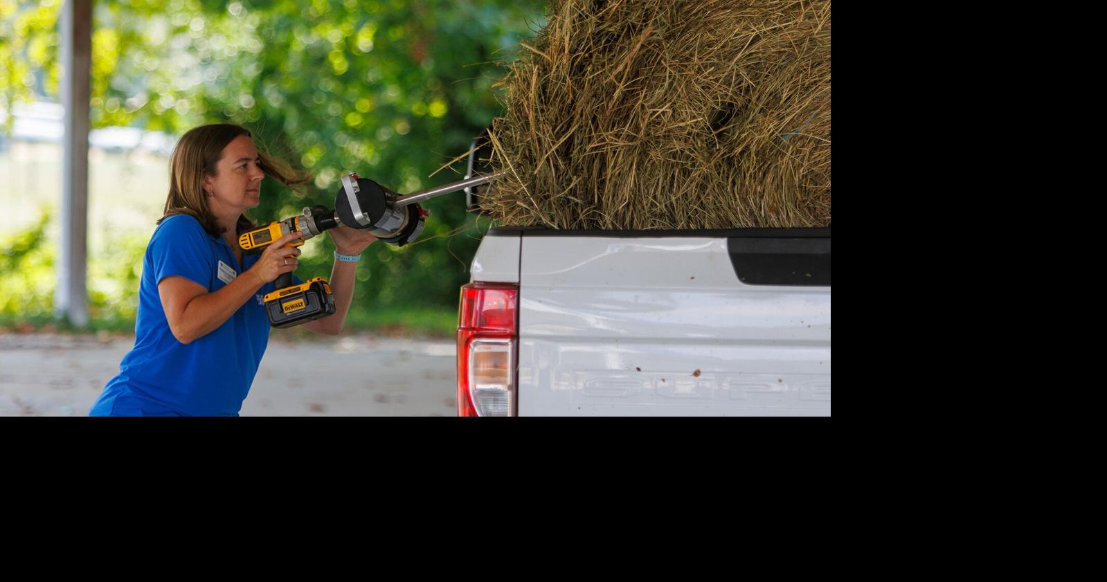 UK launches Forage Testing Program to support Kentucky livestock farmers