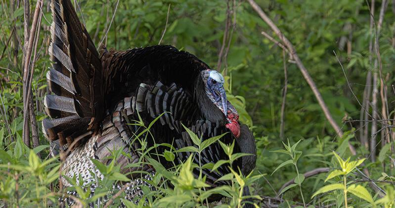 Kentucky spring 2026 turkey harvest sets record