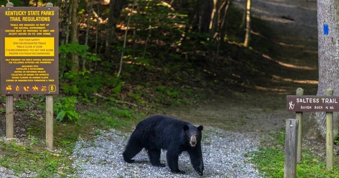 Bear struck, killed near Corinth as sitings on the rise