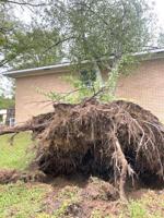 Storm uproots tree on Fork Creek Church Road