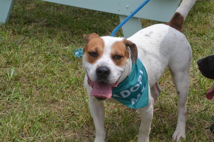 Horse and Hound marks it's 18th year News