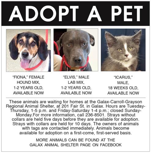 Adopt A Pet 8-5-22