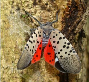 Spotted lanternflies are about to reappear