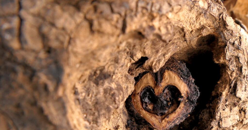 Claytor Nature Center featured in art exhibit at Bedford Central Library