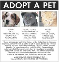Adopt A Pet 7-1-22