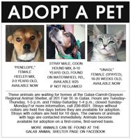Adopt A Pet 8-19-22