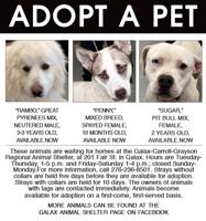 Adopt A Pet 3-29-24