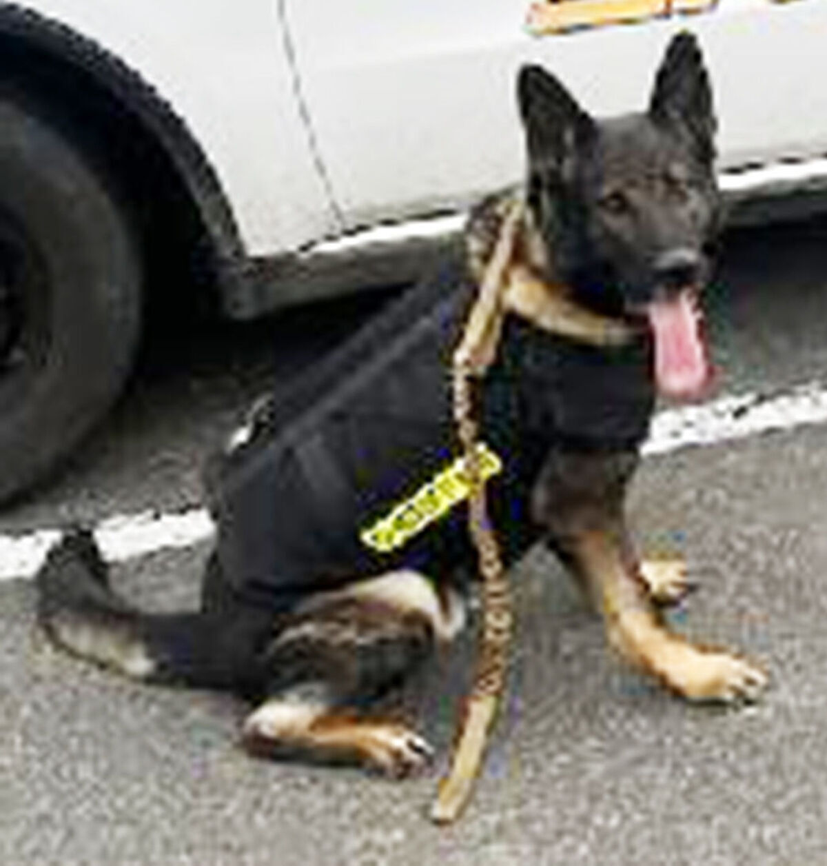 Couple Donates Protective Vest For Grayson K9 | News | Pmg-va.com