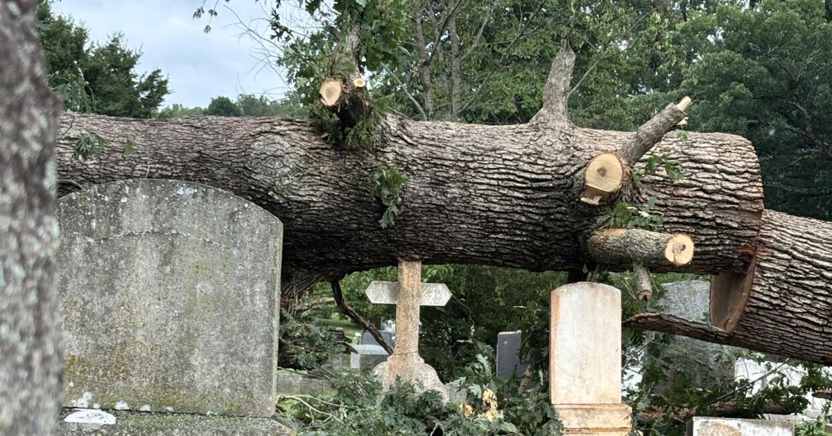 Storm downs massive oak