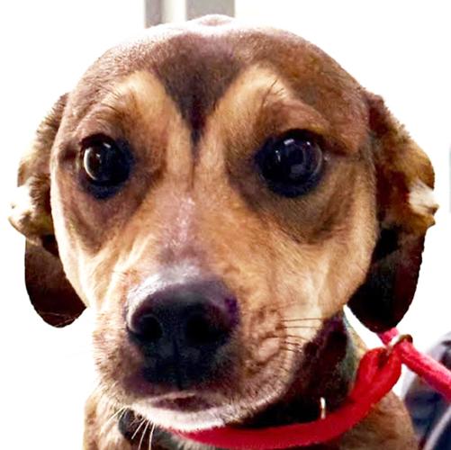Adopt-a-pet | News | pmg-va.com