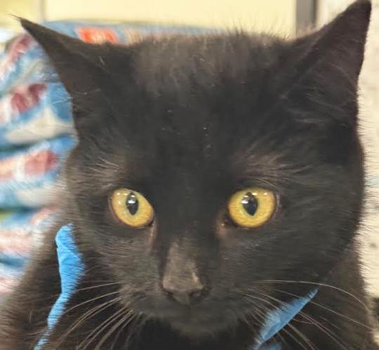 Adopt-a-pet | News | pmg-va.com