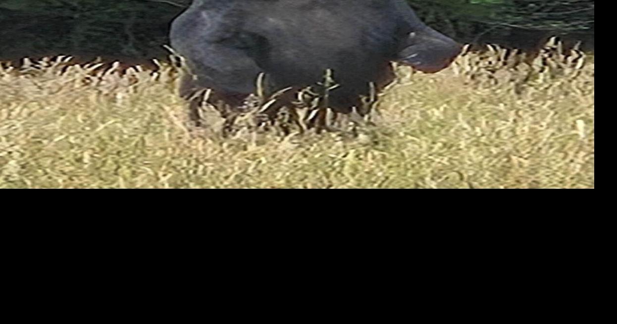 Bear spotted on Poplar Knob