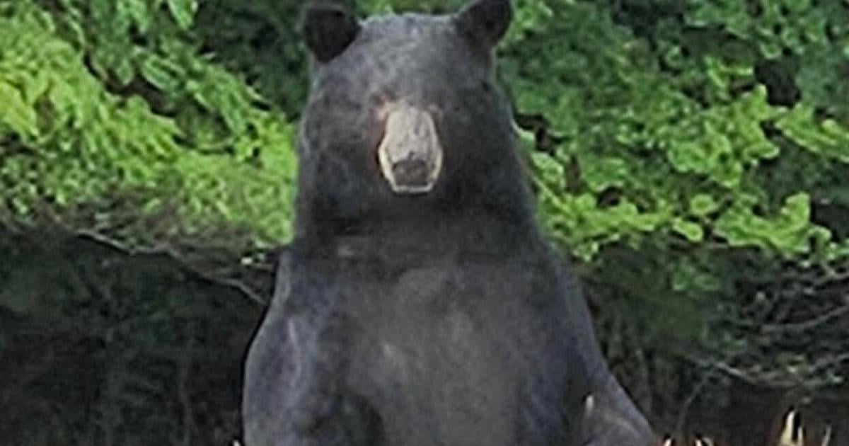 Bear spotted on Poplar Knob