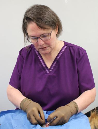 PETA offers free spay/neuter clinic News pmg va com