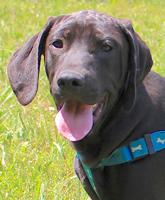 Bedford Humane Society