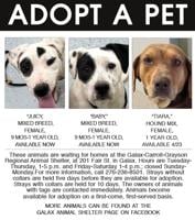 Adopt A Pet 4-24-24
