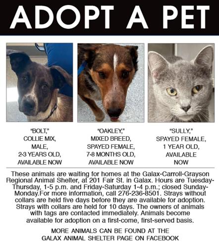 Adopt A Pet 4-17-24