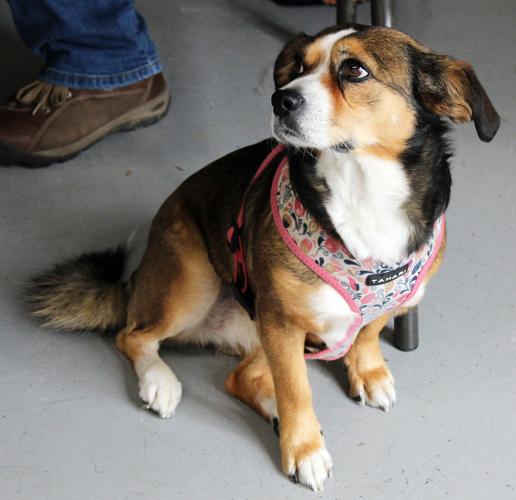 PETA offers free spay/neuter clinic News pmg va com