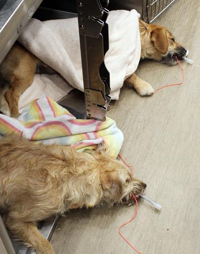 PETA offers free spay/neuter clinic News pmg va com