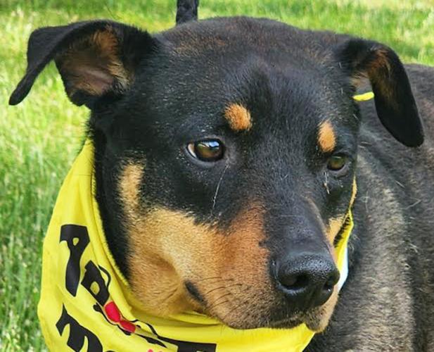 Adopt-a-pet | News | pmg-va.com