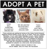 Adopt A Pet 3-29-23