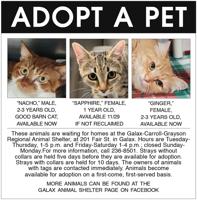 Adopt A Pet 11-30-22