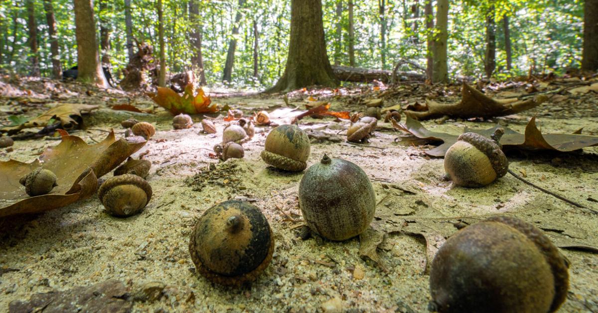 Acron Collection Acorn collection season continues until Oct. 16 | News | pmg-va.com