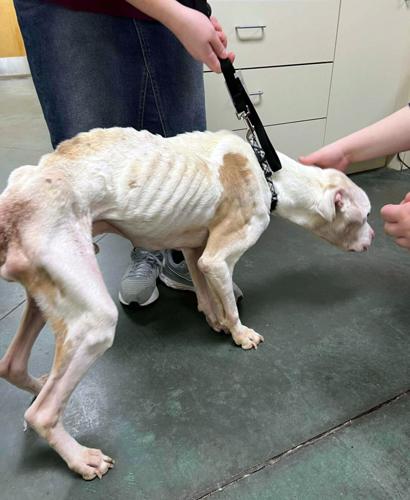 Hillsville man charged with animal cruelty | News | pmg-va.com