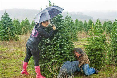 A Festive Family Tradition Archive Polkio Com