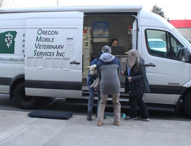 Dallas animal control works fast to reunite dogs, owners | News ...