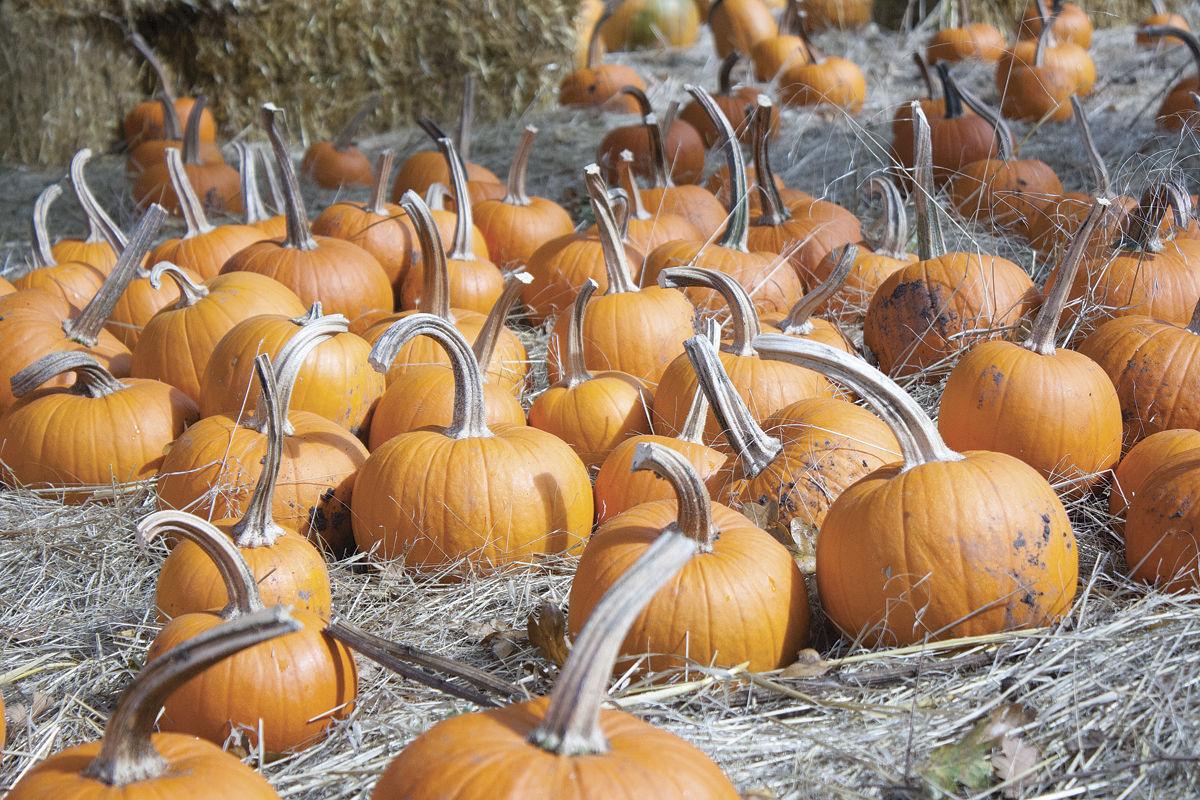 Pumpkin Hunting Entertainment Polkio Com