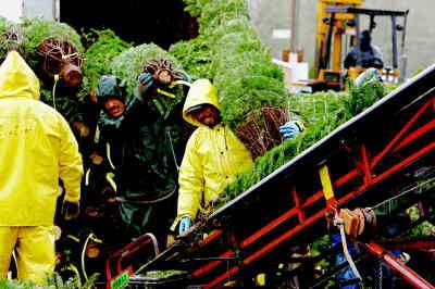 Looks Like A Good Year For Christmas Tree Farms Archive Polkio Com